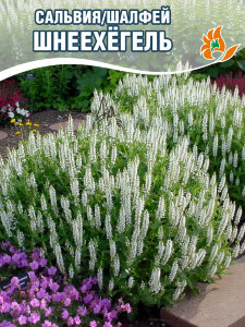 Сальвия (Шалфей) Шнеехёгель (дубравная) Сальвия (Шалфей) Шнеехёгель (дубравная)