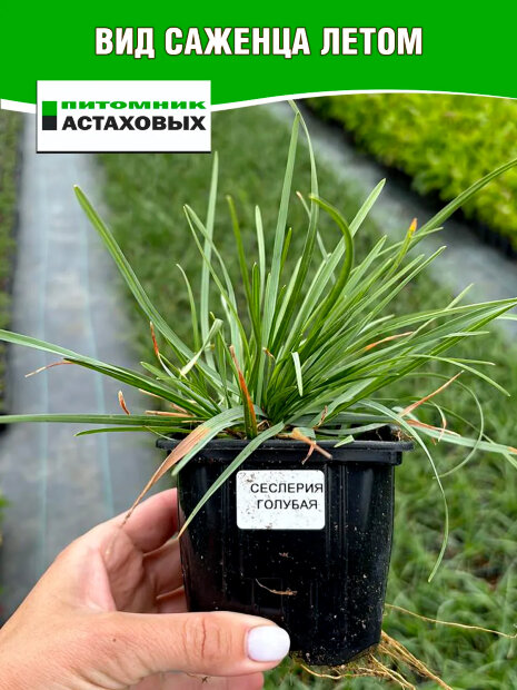Сеслерия Голубая (болотная) (Р9)