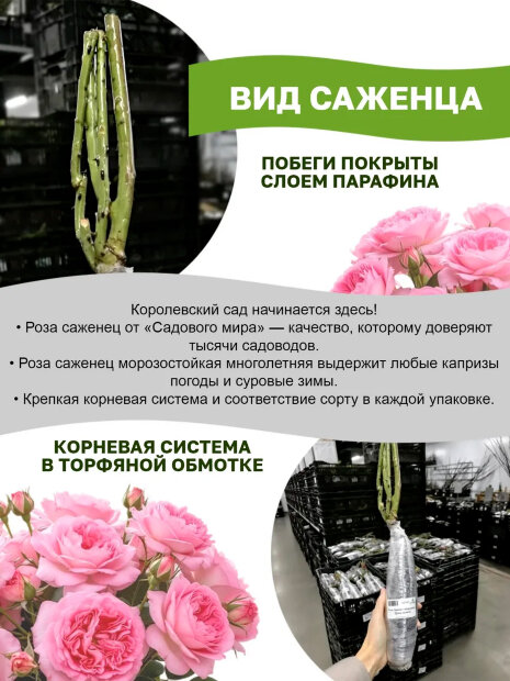 Роза Букет Парфе (мускусный гибрид)