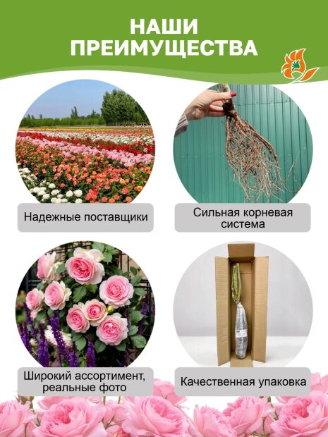 Роза Букет Парфе (мускусный гибрид)