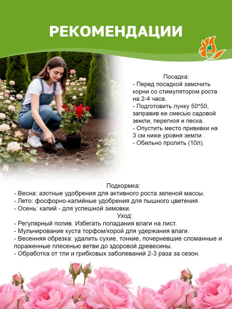 Роза Букет Парфе (мускусный гибрид)