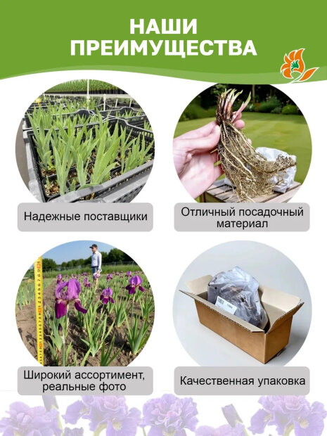 Ирис Пинк Парфе (сибирский)