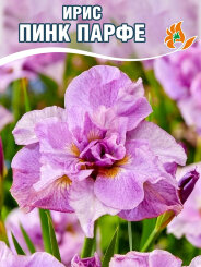 Ирис Пинк Парфе (сибирский) Ирис Пинк Парфе (сибирский)