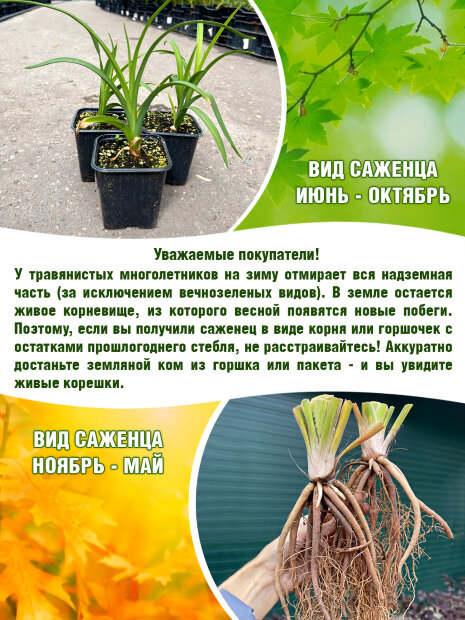Лилейник Спейскост Старбёрст