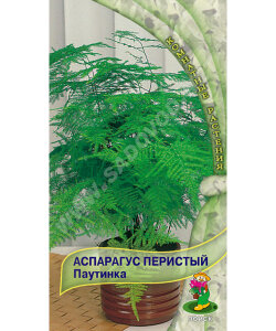 Аспарагус Паутинка (перистый)