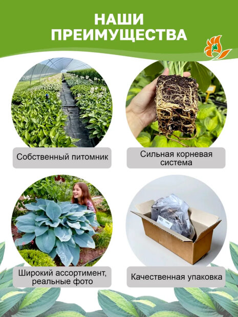 Хоста Стриптиз