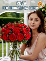 Роза Ред Леонардо да Винчи Роза Ред Леонардо да Винчи