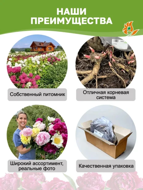 Пион Эдулис Суперба (травянистый)