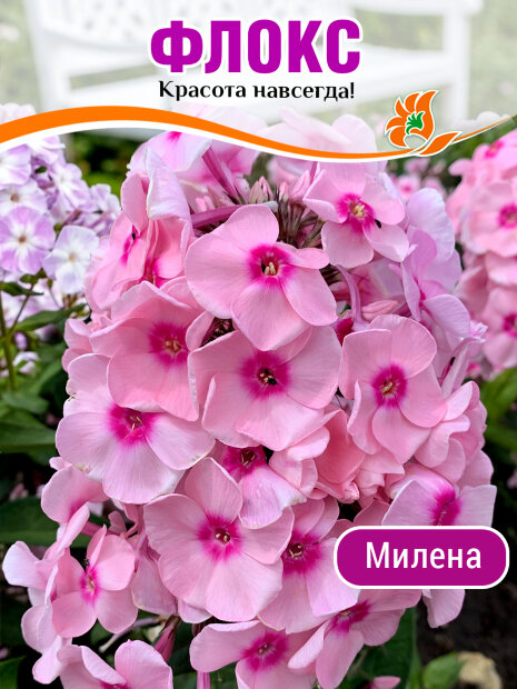 Флокс Милена