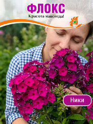 Флокс Ники Флокс Ники