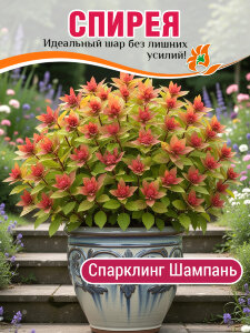 Спирея Спарклинг Шампань (японская) Спирея Спарклинг Шампань (японская)