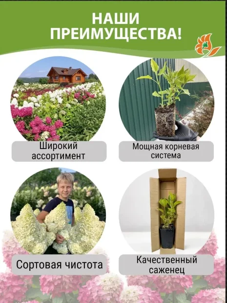 Гортензия Ванилла Фрайз (метельчатая)  саженцы 