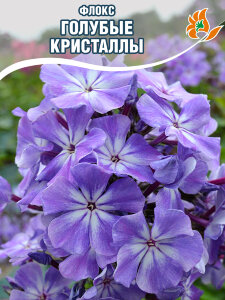 Флокс Голубые Кристаллы Флокс Голубые Кристаллы