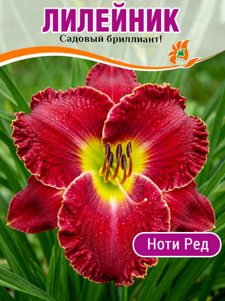 Лилейник Ноти Ред