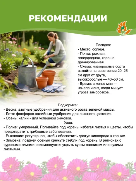 Астра Меджик Пёпл
