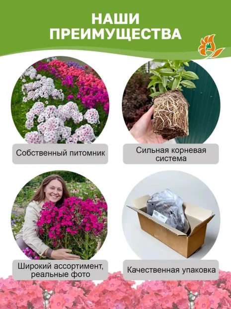 Флокс Тенор