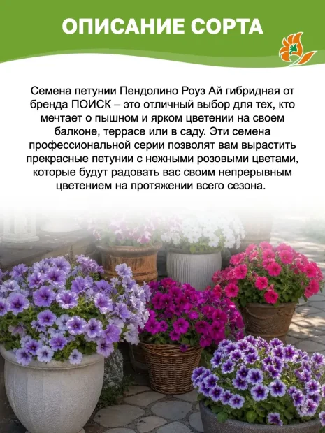 Петуния гибридная Пендолино Роуз Ай (ПРОФИ) семена