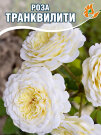 Роза Транквилити Роза Транквилити