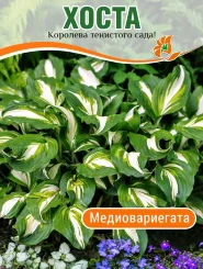 Хоста Медиовариегата (волнистая) Хоста Медиовариегата (волнистая)