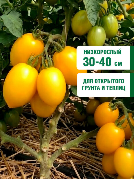 Томат Золотые Яйца семена 