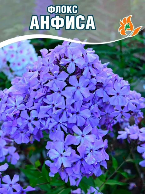 Флокс Анфиса