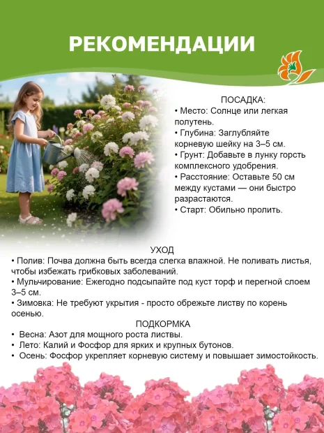 Флокс Анфиса