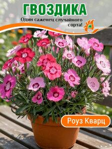 Гвоздика Роуз Кварц, гратианополитанская Гвоздика Роуз Кварц, гратианополитанская
