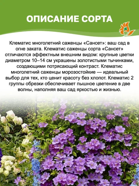 Клематис Сансет (крупноцветковый) 