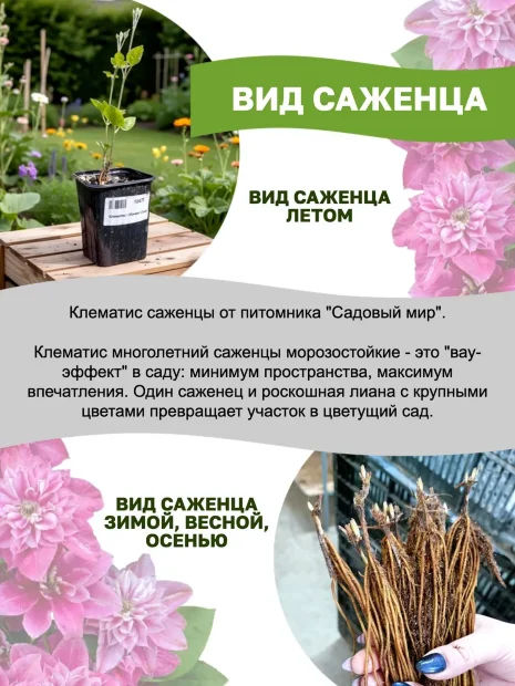 Клематис Сансет (крупноцветковый) 
