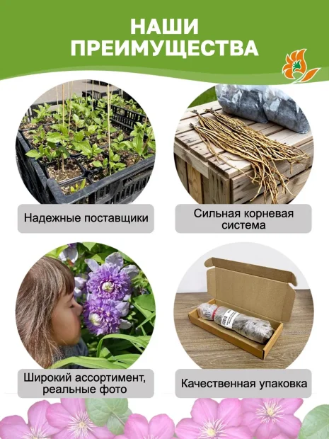 Клематис Сансет (крупноцветковый) 