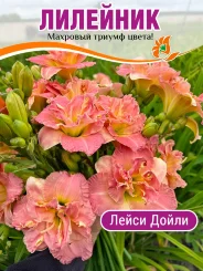 Лилейник Лейси Дойли Лилейник Лейси Дойли