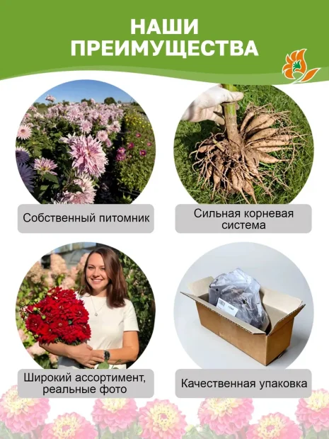 Георгин Богемиан Спартакус (крупноцветковый)