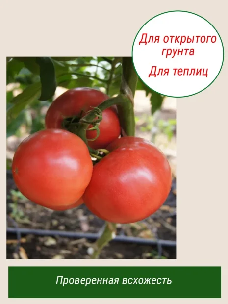 Томат Красномордина семена 