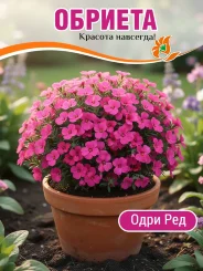 Обриета Одри Ред Обриета Одри Ред
