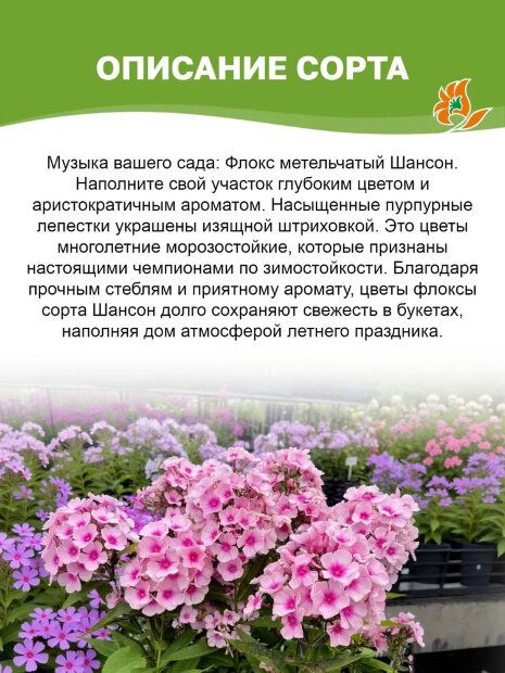 Флокс Шансон