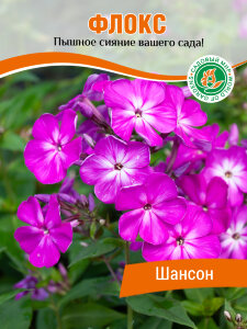 Флокс Шансон Флокс Шансон