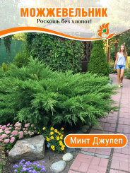 Можжевельник Минт Джулеп Можжевельник Минт Джулеп