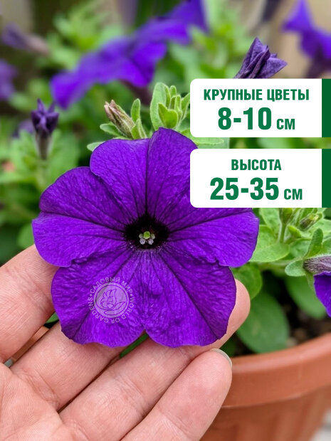 Петуния крупноцветковая Танго Синяя (ПРОФИ) семена