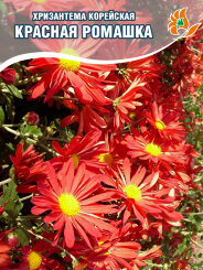 Хризантема Красная Ромашка (корейская) Хризантема Красная Ромашка (корейская)