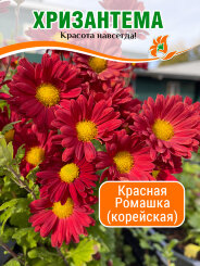 Хризантема Красная Ромашка (корейская) Хризантема Красная Ромашка (корейская)