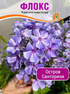 Флокс Остров Санторини Флокс Остров Санторини