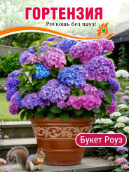 Гортензия Букет Роуз Гортензия Букет Роуз