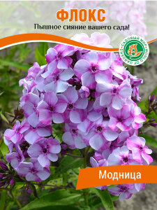 Флокс Модница (Р9) Флокс Модница (Р9)