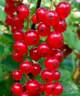 Смородина Константиновская (красная) Смородина Константиновская (красная)