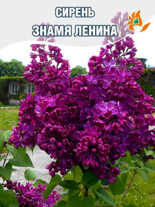 Сирень Знамя Ленина (обыкновенная) Сирень Знамя Ленина (обыкновенная)