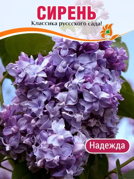 Сирень Надежда (обыкновенная) саженцы 