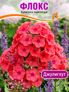 Флокс Джулиглут Флокс Джулиглут