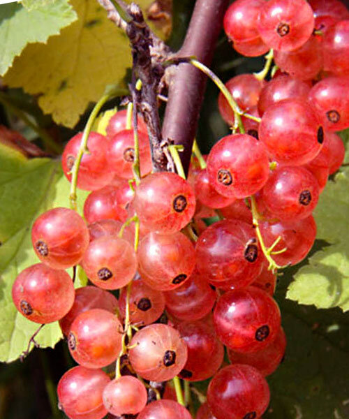 Смородина Голландская розовая (розовая) (осень)