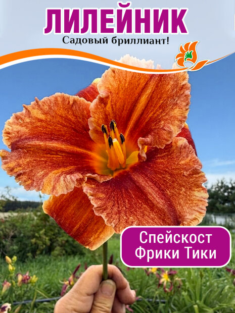 Лилейник Спейскост Фрики Тики