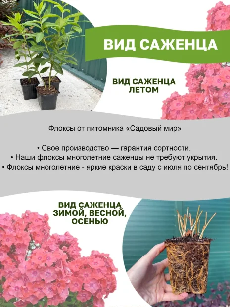 Флокс Клементина